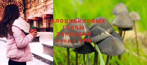 сатива Карпинск